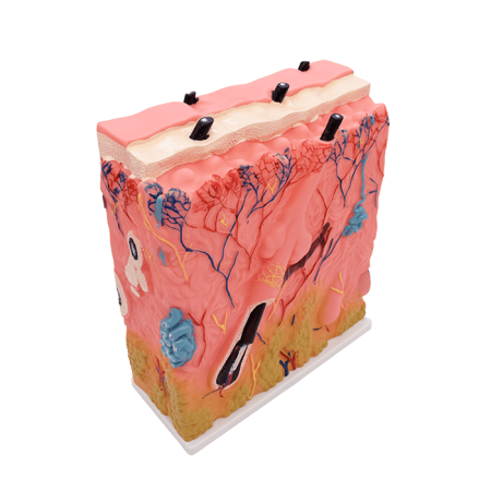 Модель «Кожа человека»